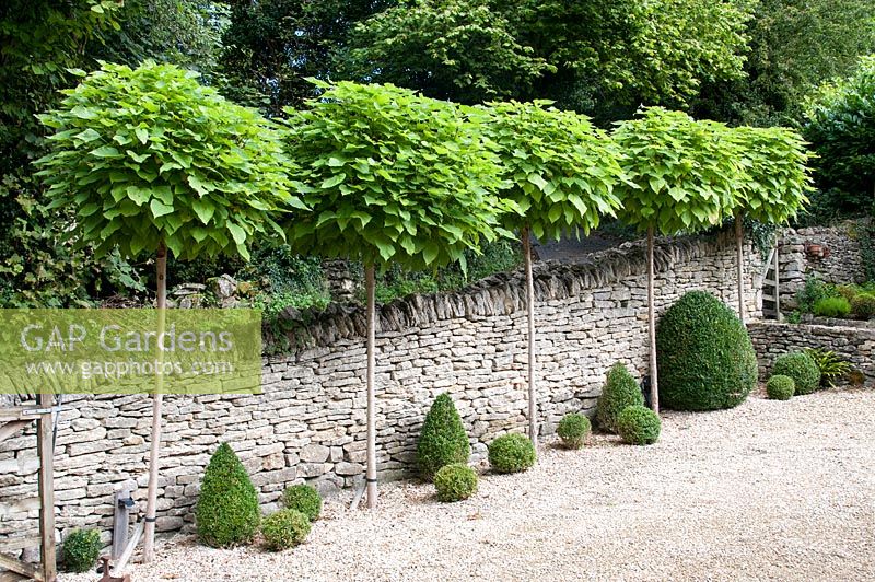 Antrieb umrandet von Catalpa bignonioides 'Aurea' - Indian Bean Tree Standards und Buxus Topiary