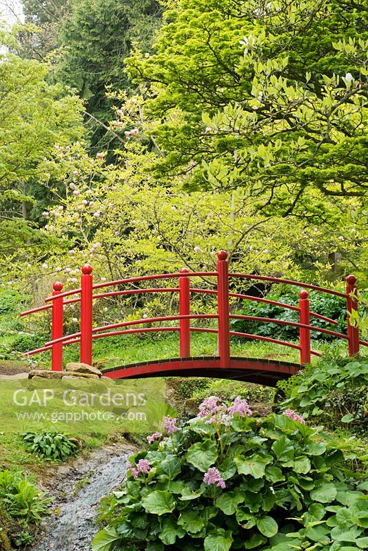 Rote Brücke im japanischen Stil über einen Bach mit Bergenia und Magnolia im Hintergrund