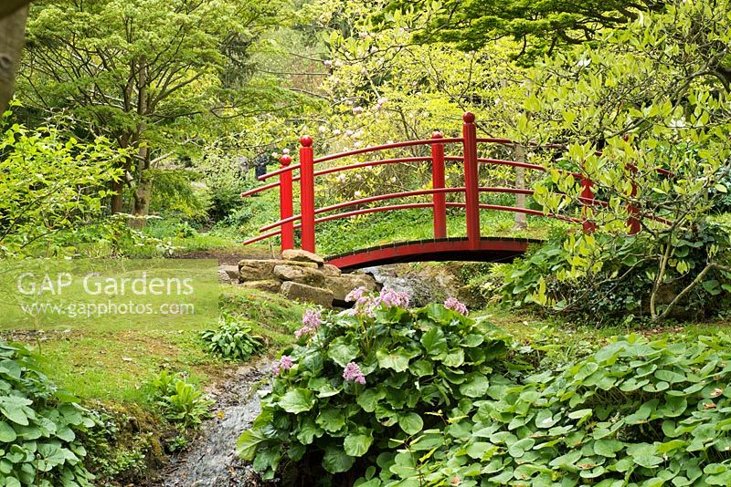 Rote Brücke im japanischen Stil über einen Bach mit Bergenia und Magnolia im Hintergrund