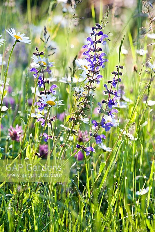 Wildblumenwiese im Mai: Salvia pratensis - Meadow Clary und Leucanthemum vulgare - Ochsenaugen-Gänseblümchen
