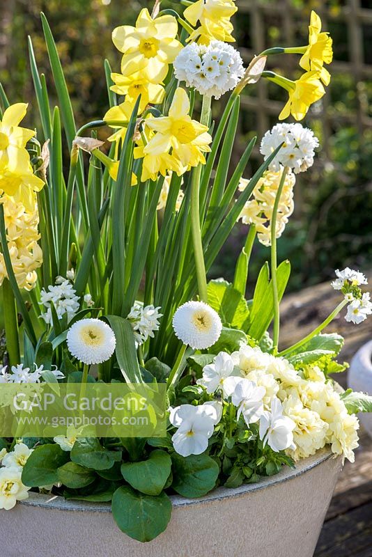 Gelber und weißer Frühlingstopf mit Narzisse 'Pipit', Primula dentata 'Alba', Hyazinthe 'Woodstock', Bellis perennis und Bratschen