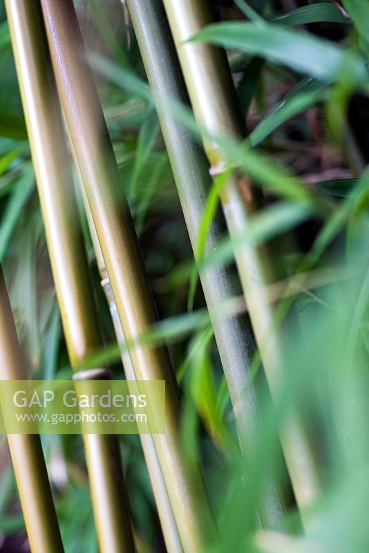 Yushania Anceps, Bambus Spätsommer, RHS Wisley.