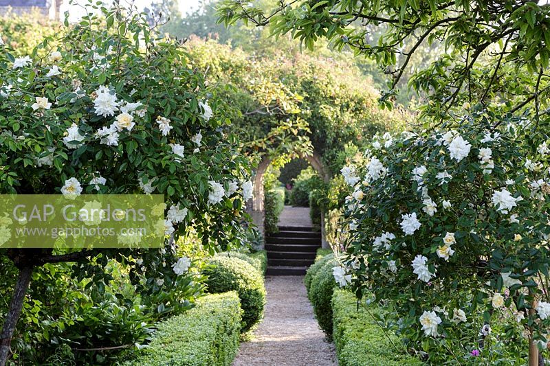 Rosa 'Felicite Perpetue '. Hanham Court Gardens, Bristol. Frühsommergarten mit Parterre und weißen Rosen