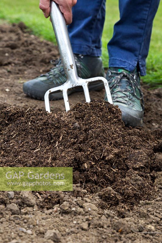 Graben in Gülle zum Gartenbeet, um den Boden zu verbessern