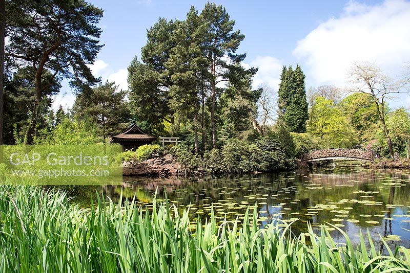 Insel mit Shinto-Schrein im japanischen Garten, Tatton Park, Cheshire.
