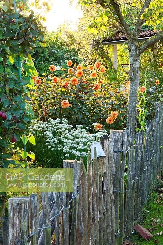 Rustikaler Zaun im Bauerngarten. Allium tuberosum und Dahlia 'David Howard '. Design: Alie Stoffers