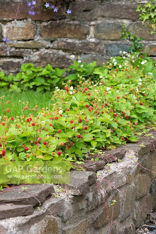 Alpine Erdbeeren hoben sich vom Boden ab, indem sie in niedrigen Mauern wuchsen
