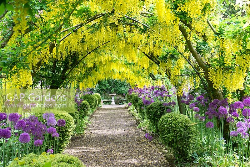 Goldregen-Spaziergang mit Allium-Betten - Dorothy Clive Gardens, Shropshire, Mai