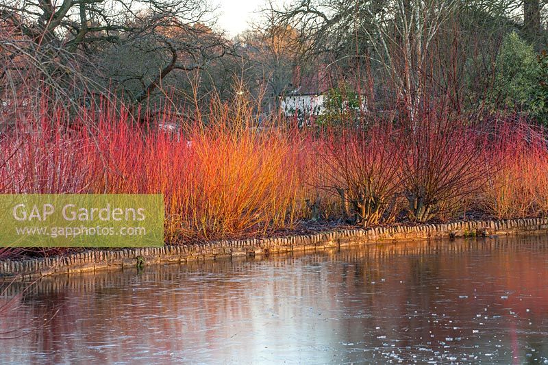 Winterstämme von Cornus spiegeln sich im Winter im See - RHS-Garten Wisley