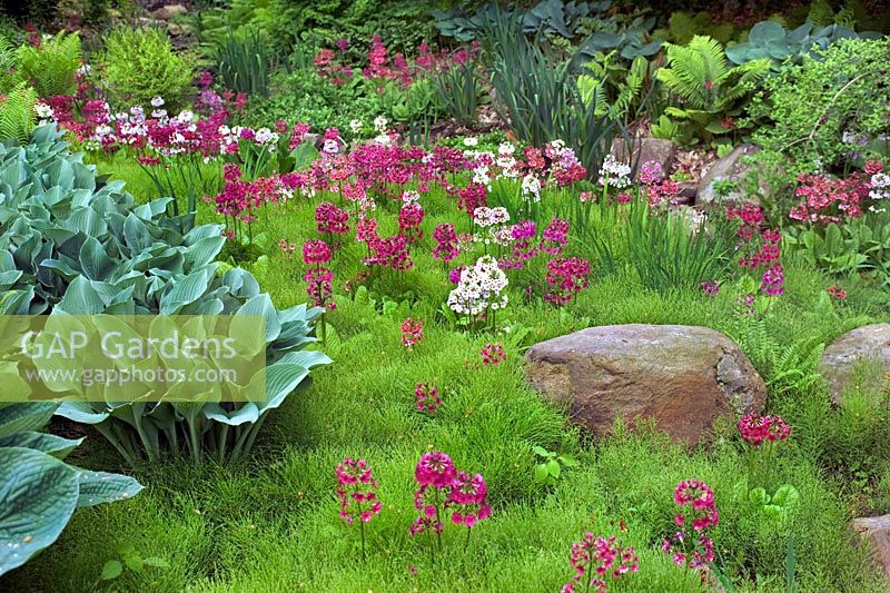 Moorgarten im Frühjahr gepflanzt mit Candleabra Primula Equisetum Hosta Farnen Chanticleer Garden Pennsylvania USA