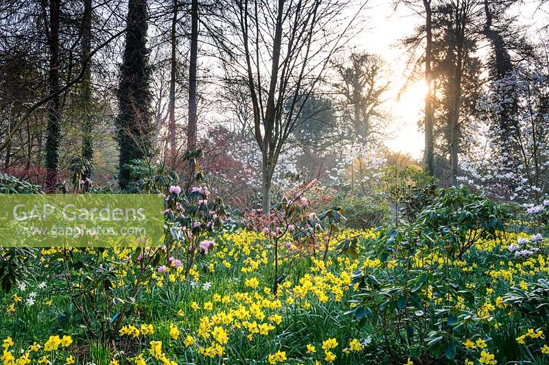 Narzissen und Rhododendren im Arboretum, Highgrove, März 2019.
