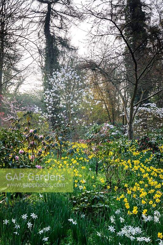 Narzissen und Rhododendren im Arboretum, Highgrove, März 2019.