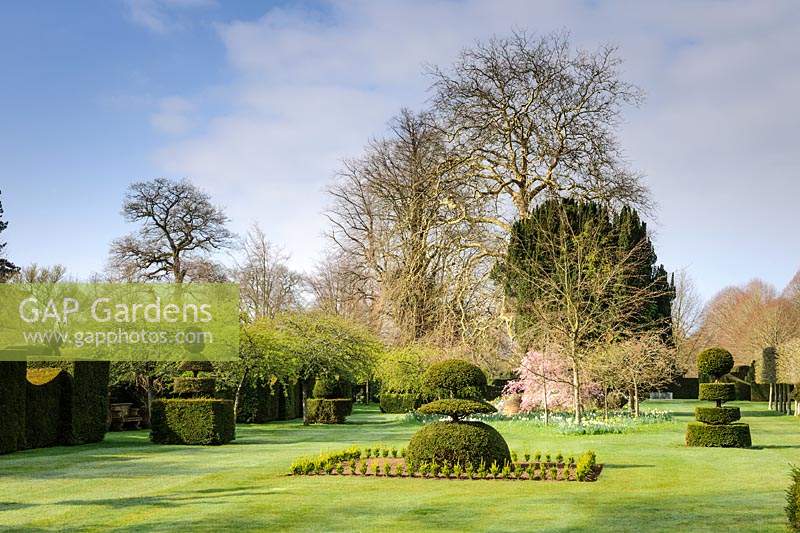 Eiben-Topiary-Formen auf dem Hauptrasen, Highgrove House, März 2019.