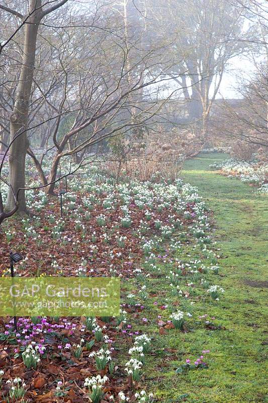 Blühende Schneeglöckchen und Cyclamen Coum im Arboretum, Highgrove, Februar 2019.