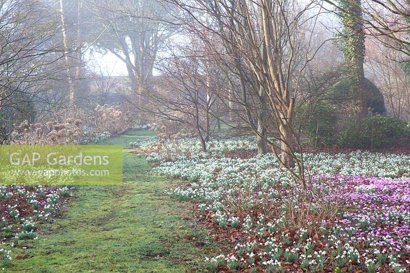 Blühende Schneeglöckchen und Cyclamen Coum im Arboretum, Highgrove, Februar 2019.