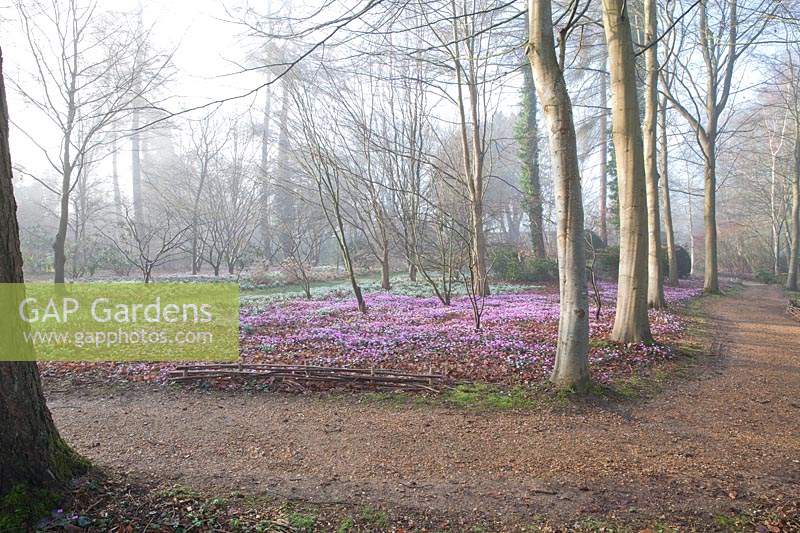 Blühendes Alpenveilchen im Arboretum, Highgrove, Februar 2019.