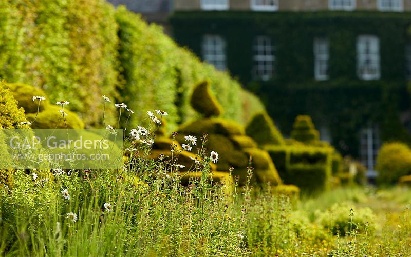 Konzentrieren Sie sich in The Thyme Walk, Highgrove, Juni 2019, auf eingebürgerte Pflanzen mit Topiary darüber hinaus.