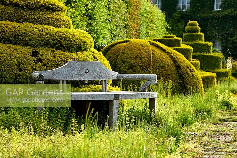 Holzbank sitzt von abgeschnittenen Topiary-Formen in The Thyme Walk mit Golden Yew Topiary, Highgrove, Juni 2019.