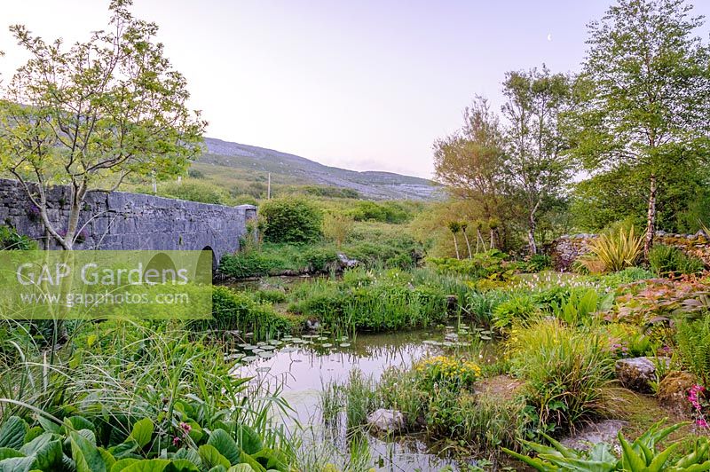 Brücke über den Caher River mit Teich und feuchtigkeitsliebenden Pflanzen. Caher Bridge Garden, Fanore, Irland