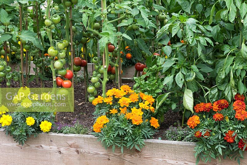 Ein Hochbeet mit reifen Tomaten, die sich mit französischen Ringelblumen vermischen, ein Begleiter, der pflanzt, um die Weiße Fliege abzuwehren.