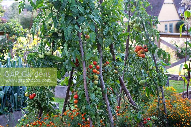 Tomaten wachsen auf Haselstützen in einem Hochbeet mit Tagetes - Ringelblumen.