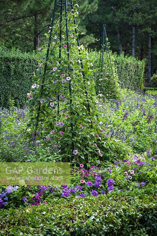 Thunbergia alata 'Arizona Pink Beauty' trainierte die Pflanzenunterstützung mit Salvia farinacea 'Fairy Queen ' und Salvia' Amistad 'in Betten