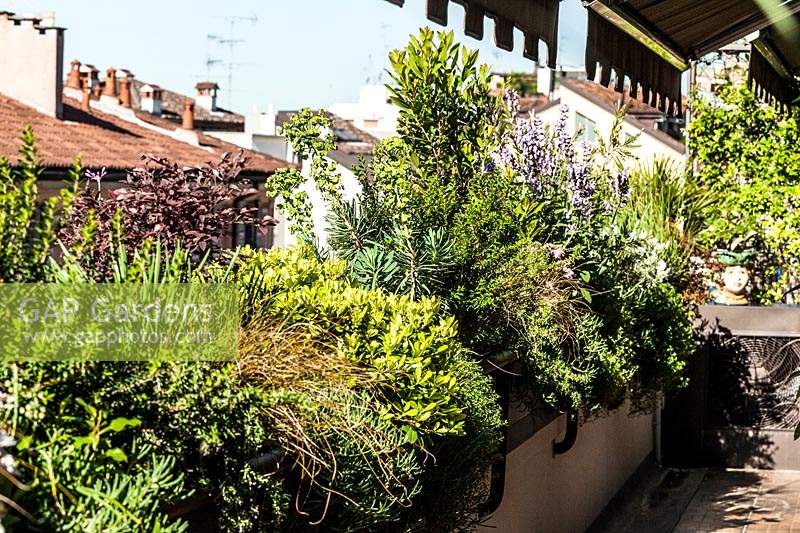 Dachgarten mit großen Pflanzgefäßen an Wänden, gefüllt mit ausgewachsenen Sträuchern: Lavandula, Euphorbia, Callistemum, Mesembrianthum, Arbutus unedo