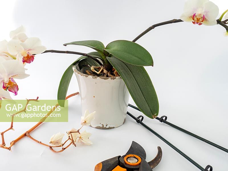 Entfernen Sie verbrauchte braune Orchideenstängel