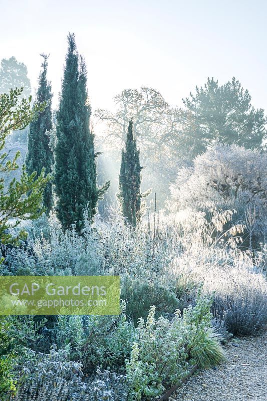 Blick auf trockenen Garten mit mediterranen Pflanzen an einem frostigen Morgen. Cupressus sempervirens Stricta Group