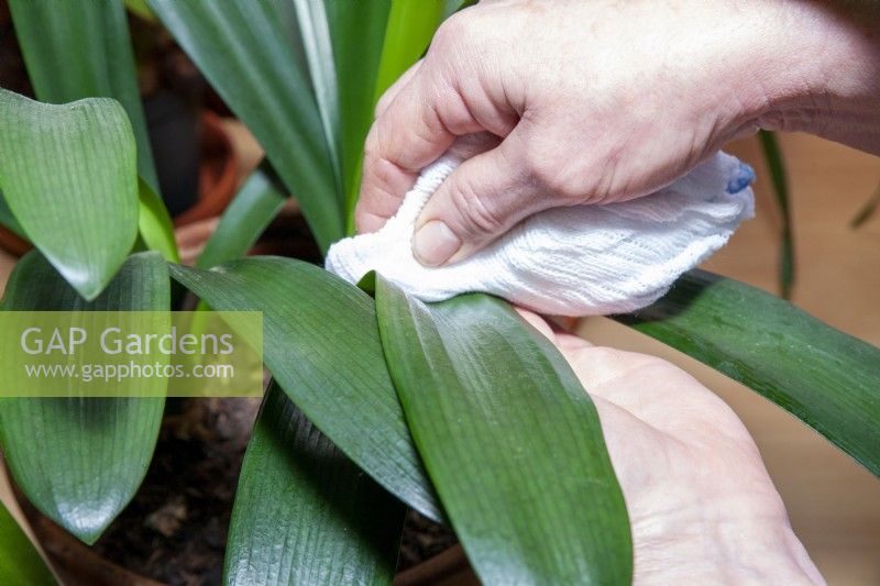 Pflege einer Clivea-Pflanze mit einem feuchten, sauberen Tuch, um Schmutz und Dreck zu entfernen
