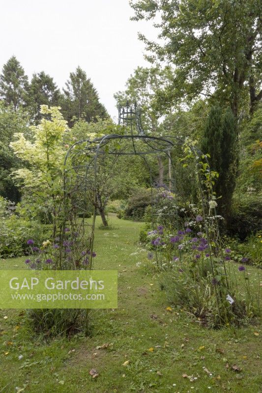 Ein schmiedeeiserner Pavillon, bepflanzt mit Allium Purple Sensation und Clematis Duchess of Edinburgh. Lewis Cottage, Garten NGS Devon. Frühling.