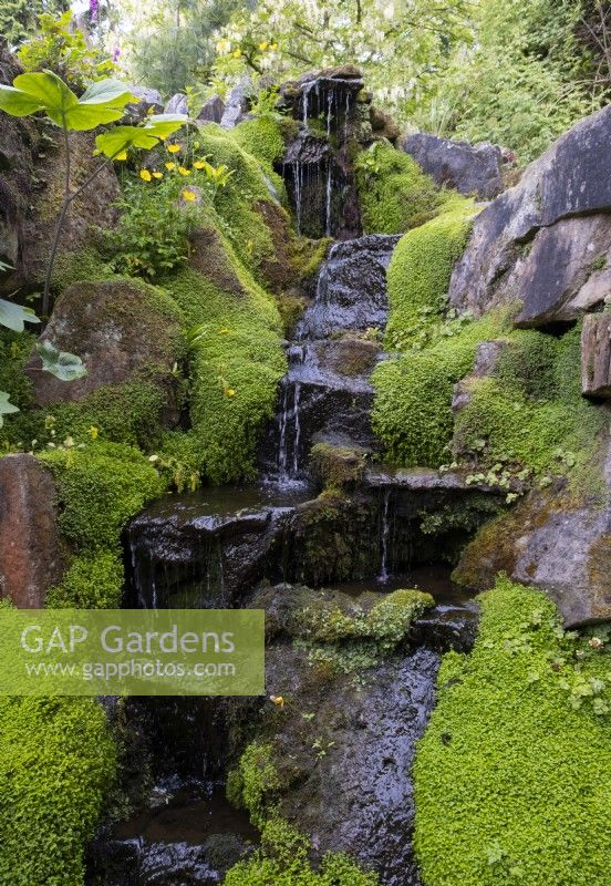 Mit Soleirolia soleirolii bedeckte Felsen - Babys Tränen um einen kaskadierenden Wasserfall im Steingarten der Newby Hall Gardens