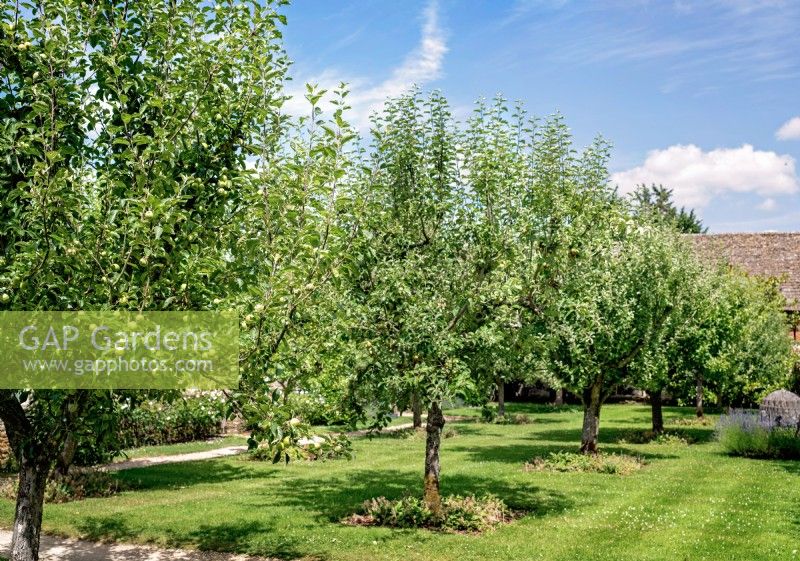 Apfelbäume im Obstgarten, Juli 2022.