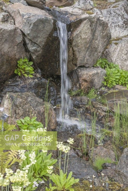 Kleiner Wasserfall, der einen felsigen Teich speist. Randnotizen. Primel florindae syn. Tibetische Primel.