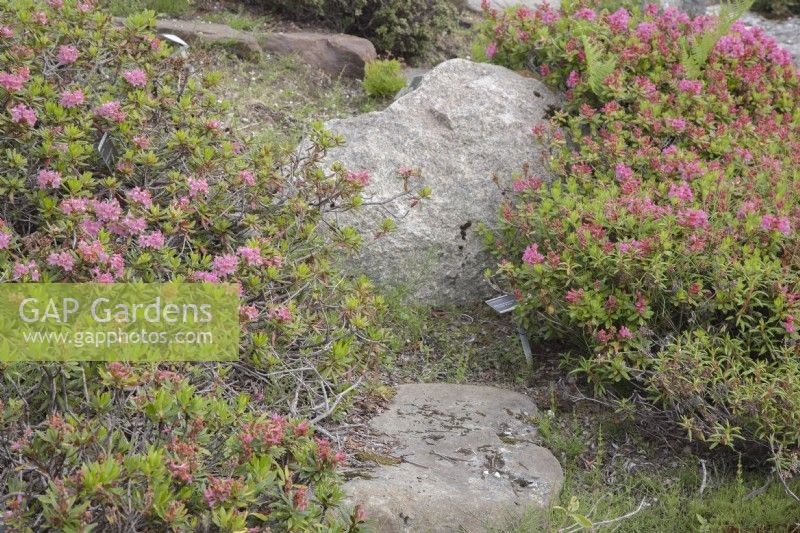 Blassrosa Rhododendron ferrugineum syn. 'Alpenrose' blüht mit dunklerem Rosa Rhododendron 'Nordseeschwalbe' innerhalb des Polarkreises auf Meereshöhe. Juni.