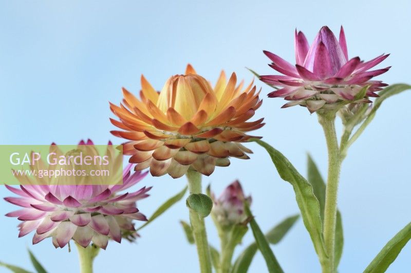Xerochrysum bracteatum 'Tom Thumb Mix' Immerwährende Zwergblume Strawflower Syn. Helichrysum bracteatum Bracteantha bracteata Juli