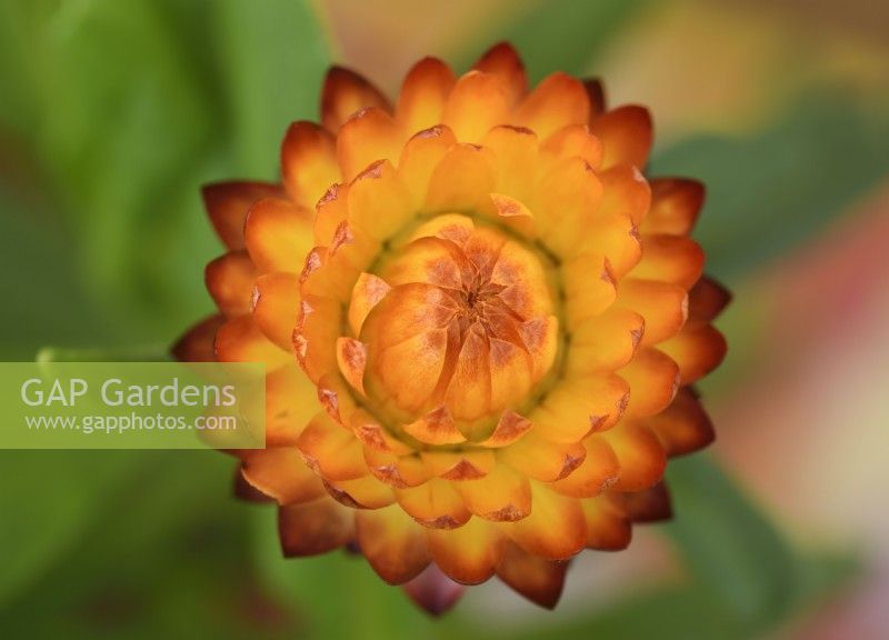 Xerochrysum bracteatum 'Tom Thumb Mix' Immerwährende Zwergblume Strawflower Syn. Helichrysum bracteatum Bracteantha bracteata Einfarbig aus Mischung August