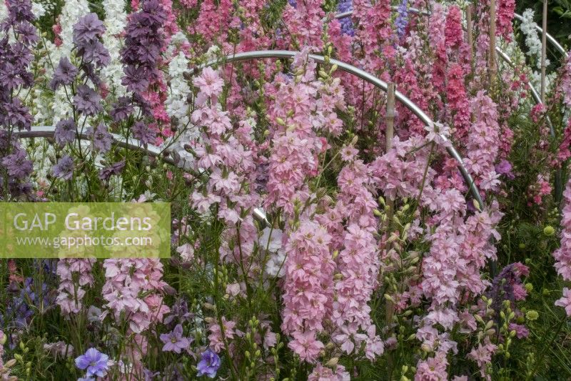 Die Stecklingsbeete bei Cotswold Country Flowers mit Consolida ajacis (einjähriger Rittersporn).