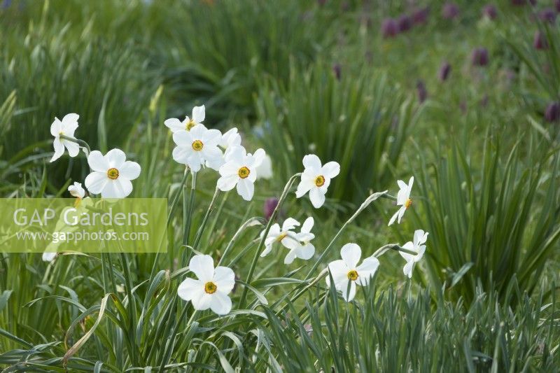 Narcissus - Actaea Poeticus wächst zwischen dem Gras.