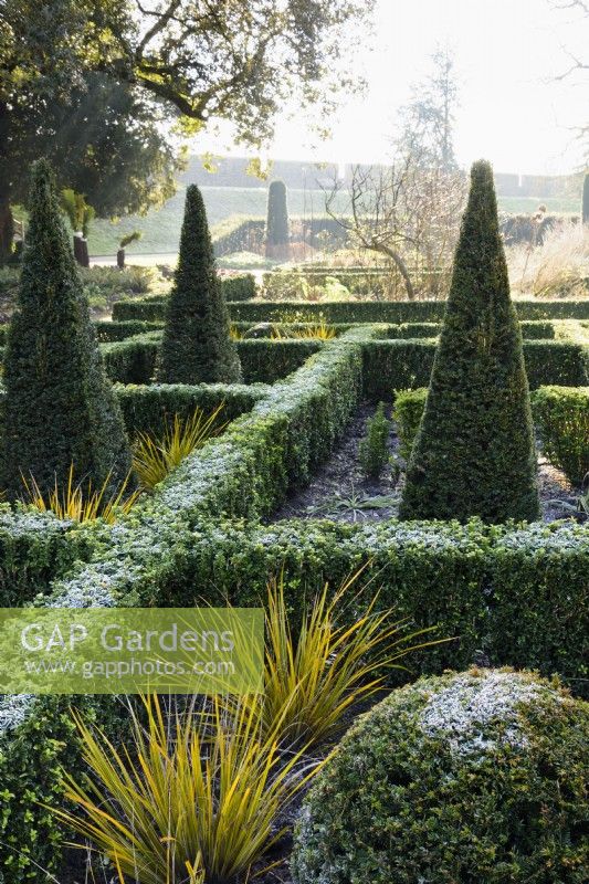 Der Ostgarten im The Bishop's Palace Garden in Wells an einem Januarmorgen mit immergrünen Hecken von Euonymus japonicus 'Green Spire', beschnittener Eibe und Libertia peregrinans.