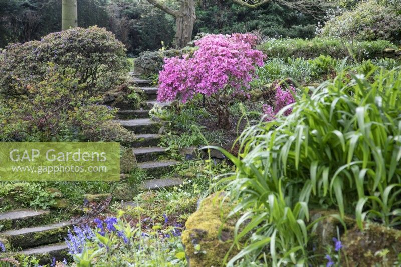 Azalee „Hinomayo“ im versunkenen Garten im Winterbourne Botanic Garden, April