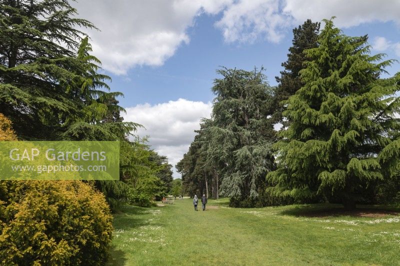 Kew Gardens London England Vereinigtes KönigreichCedar Vista-Pfad durch monumentale Kiefern.