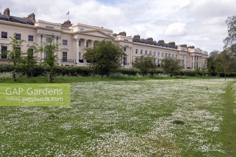 Regent's Park London England Vereinigtes KönigreichEin Teppich aus Gänseblümchen Bellis perennis auf den Rasenflächen am äußeren Rand des Regent's Park, die etwas ungemäht geblieben sind.