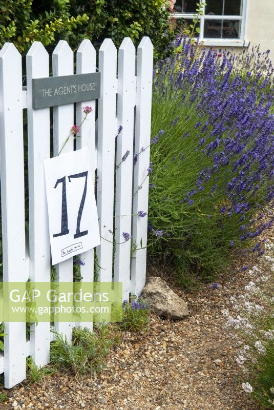 Öffnen Sie das Tor zum Garten und Lavendel am Kiesweg und begrüßen Sie die Besucher am Tag der offenen Gärten in Easton, Suffolk