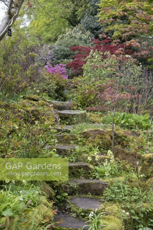 Stufen hinauf zur Azalee „Hinomayo“ im versunkenen Garten im Winterbourne Botanic Garden, Mai