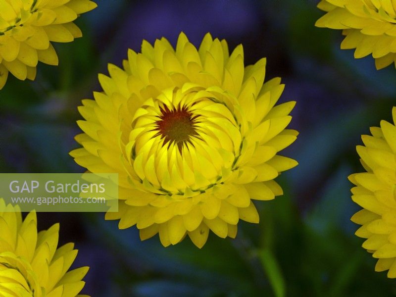 Xerochrysum bracteatum – Goldene Immergrün- oder Strohblume
