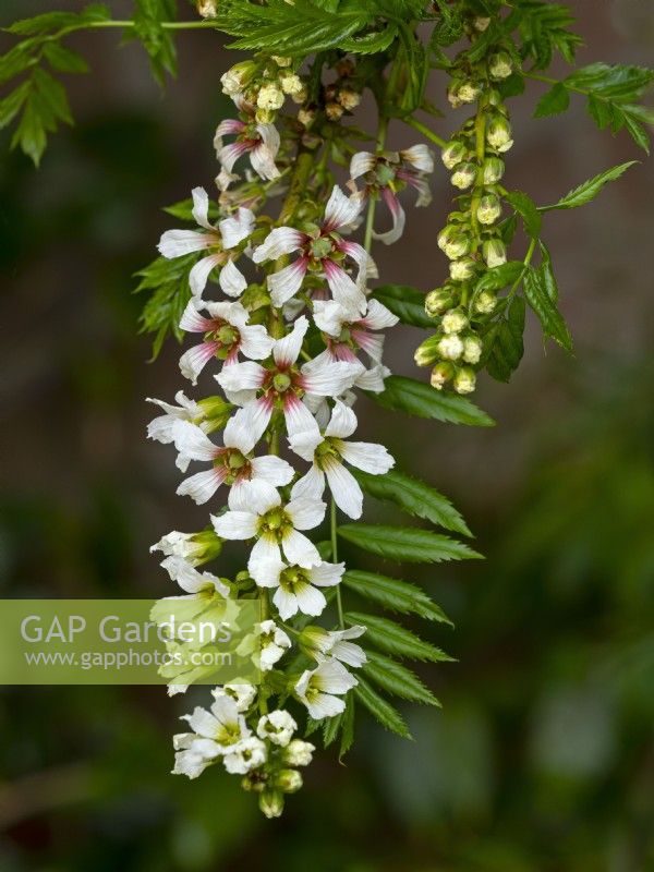Xanthoceras sorbifolium – Glänzendblättriges Gelbhorn