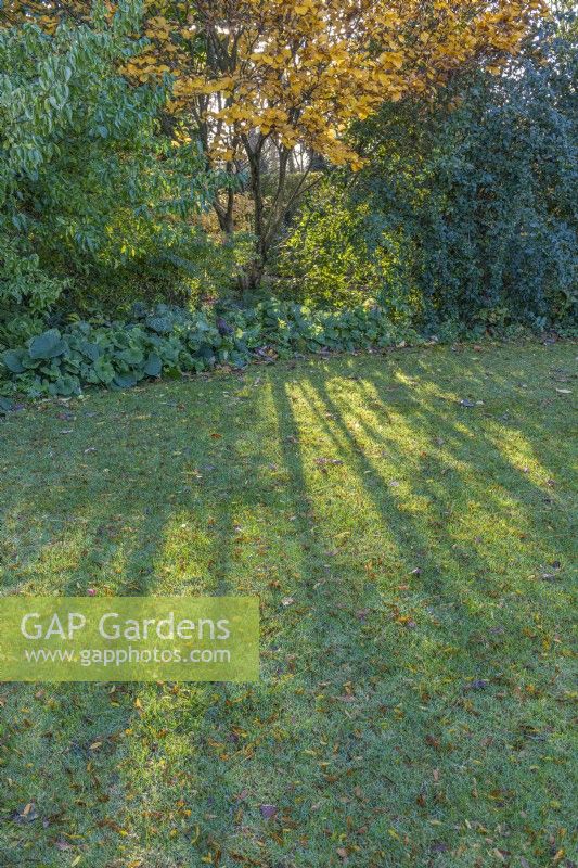 Betula medwediewii neben einem Rasen mit Sträuchern, Stauden, abgefallenen Blättern und langen Schatten in einem informellen Landhausgarten im Herbst bis November