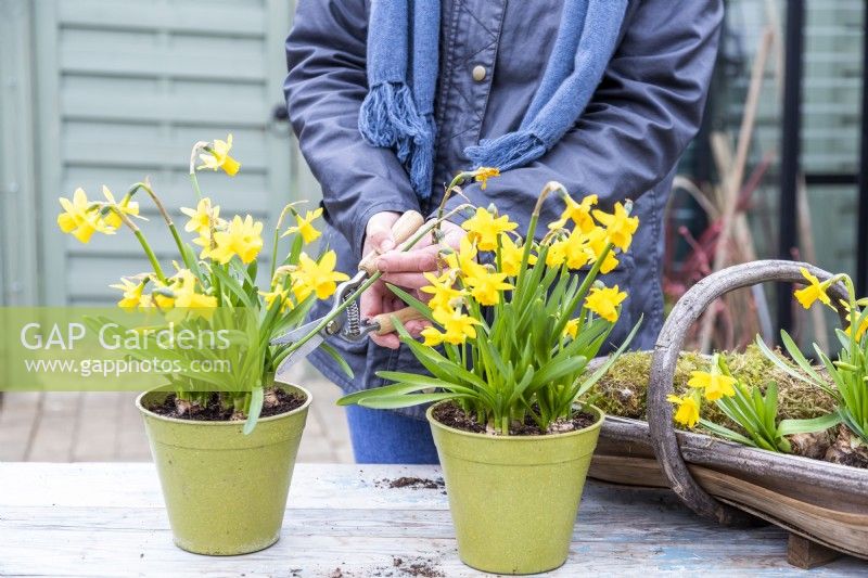 Frau köpft Narzissen mit Blumenscheren ab