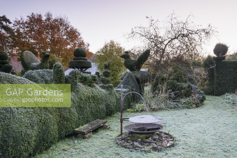 Grillen im Garten des Balmoral Cottage, Kent, umgeben von geschnittenen Eibenhecken im Dezember
